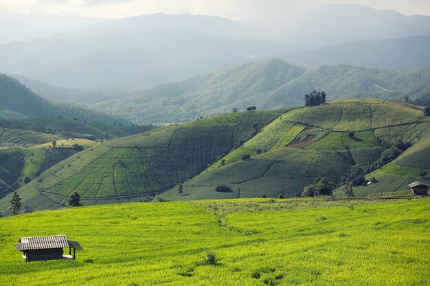 Terraço de arroz