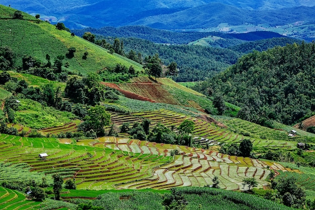 Terraço do arroz no campo de Tailândia e cercado na montanha.