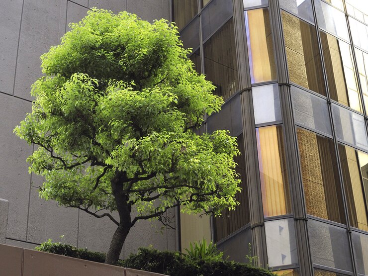 Terraço urbano moderno com árvore verde fresca entre viúvas de vidro e paredes de concreto