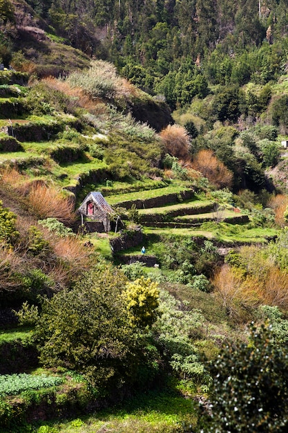 Terraços agrícolas na ilha da Madeira em Portugal