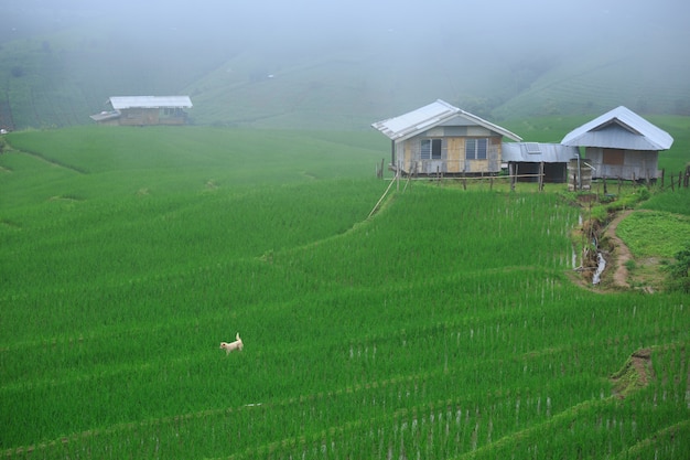 Terraços campo de arroz na aldeia de pa bong paing, chiang mai, tailândia