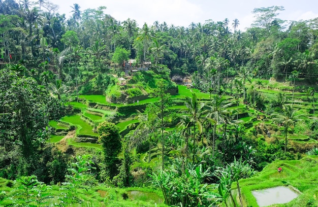 Terraços de arroz. Campos de arroz tradicional em Bali. Fazenda de campo de arroz verde