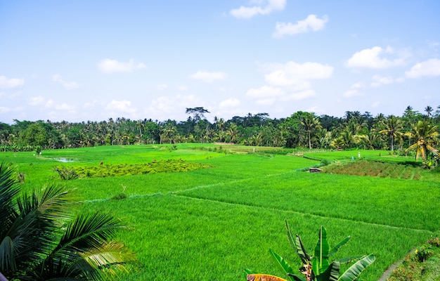 Terraços de arroz. campos de arroz tradicional em bali. fundo de fazenda de campo de arroz verde.