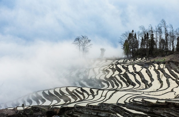 Terraços de arroz da província de Yunnan em meio à névoa matinal panorâmica. Condado de Yuanyang. China.