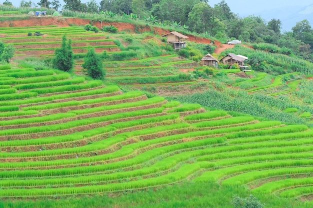 Terraços de arroz de pa pong piang no norte de chiangmai, tailândia.