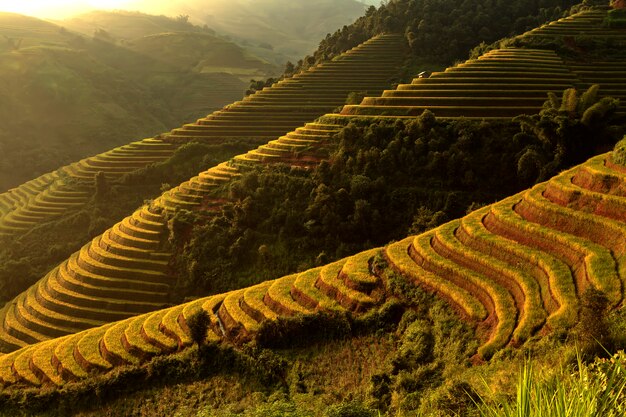 Terraços de arroz dourado bonito em Mucanchai Yenbai Vietnam.