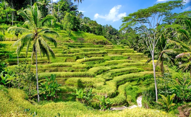 Terraços de arroz em Bali