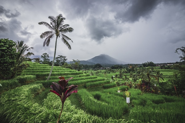 Terraços de arroz em dia nublado perto da vila de Tegallalang, Ubud, Bali, Indonésia.