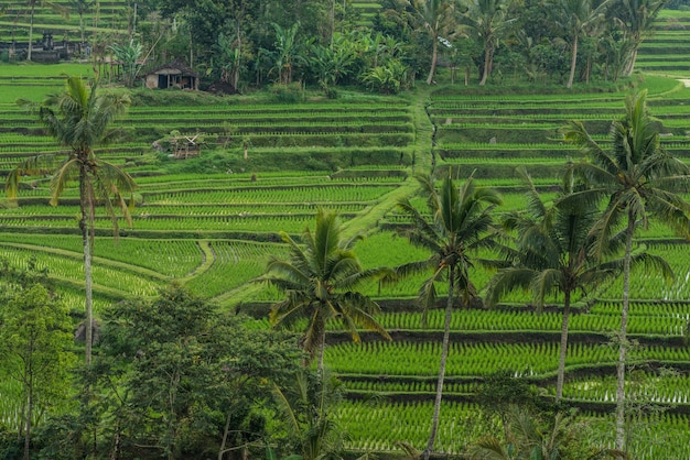 Terraços de arroz em Tegallalang, Ubud, Bali, Indonésia.