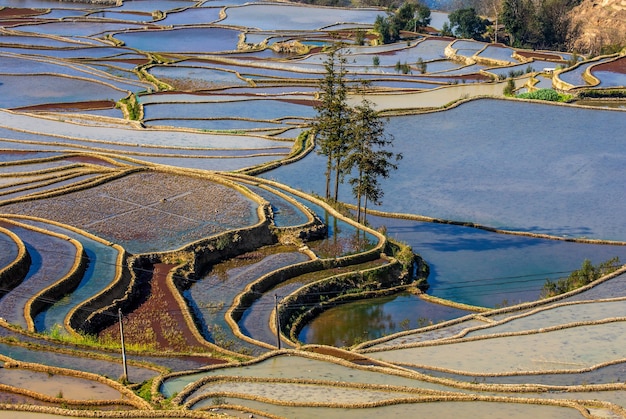Terraços de arroz em Yuanyang, China