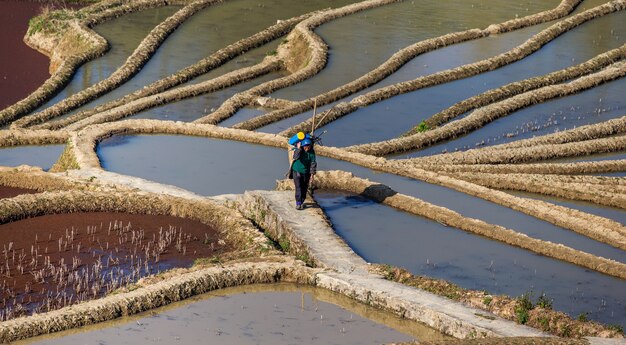 Terraços de arroz em Yuanyang, China