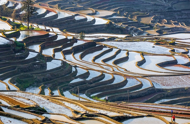 Terraços de arroz em Yuanyang, China