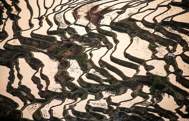 Foto terraços de arroz em yuanyang, china