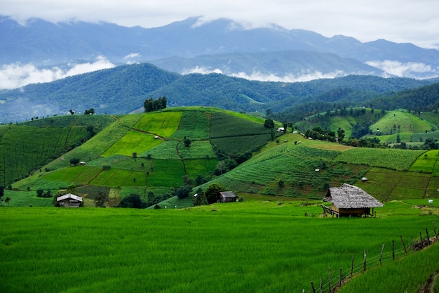 Foto terraços de arroz. famosa paisagem, chiangmai norte da tailândia,