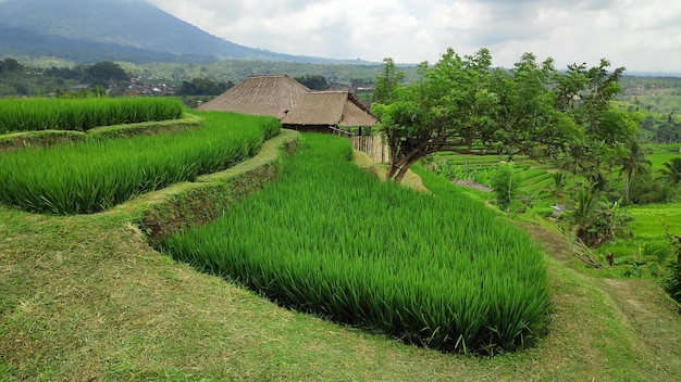 Terraços de arroz Jatiluwih e plantação em Bali Indonésia