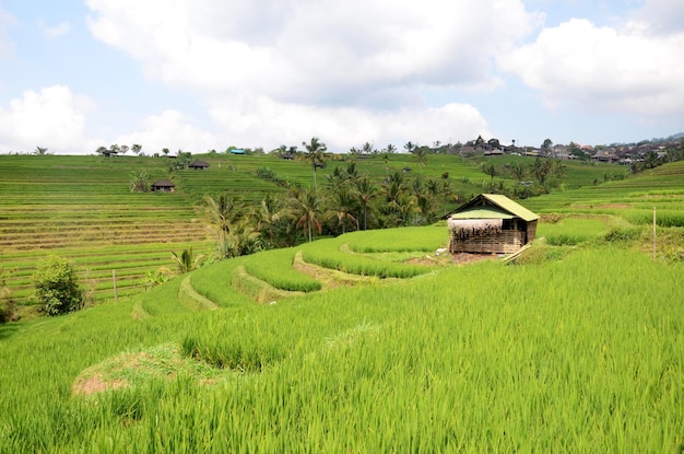Terraços de arroz Jatiluwih paddy field em Bali