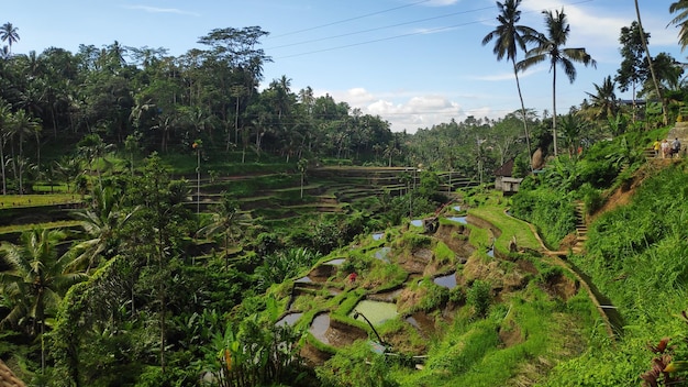 Terraços de arroz Tegalalang em Ubud Bali