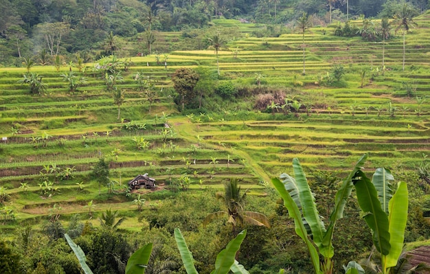 Terraços de arroz verde em Bali, Indonésia, bela paisagem natural