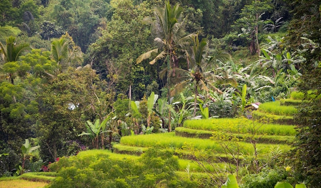 Terraços de arroz verde em Bali, Indonésia, bela paisagem natural