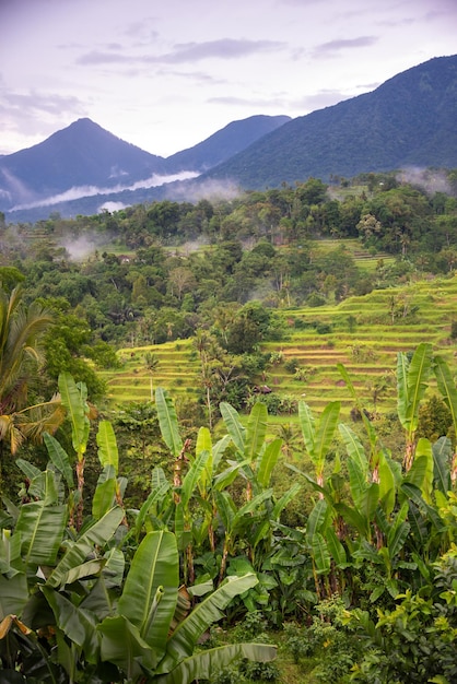 Terraços de arroz verde em Bali, Indonésia, bela paisagem natural