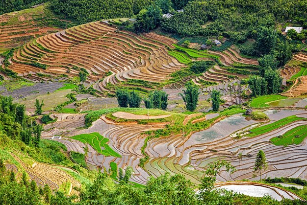 Terraços de arrozais. Perto de Sapa, Mui Ne