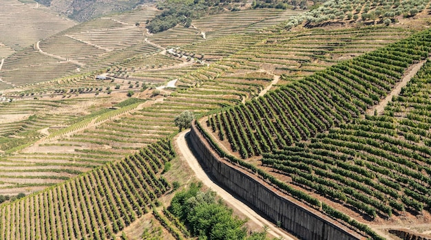 Foto terraços de vinhas para linha de produção de vinho do porto nas encostas do vale do douro em portugal