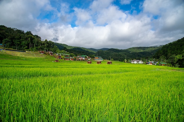 Terraços do campo do arroz em mae klang luang, homestay chiangmai, tailândia