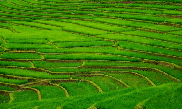 Terraços do campo do arroz em mae klang luang, homestay chiangmai, tailândia