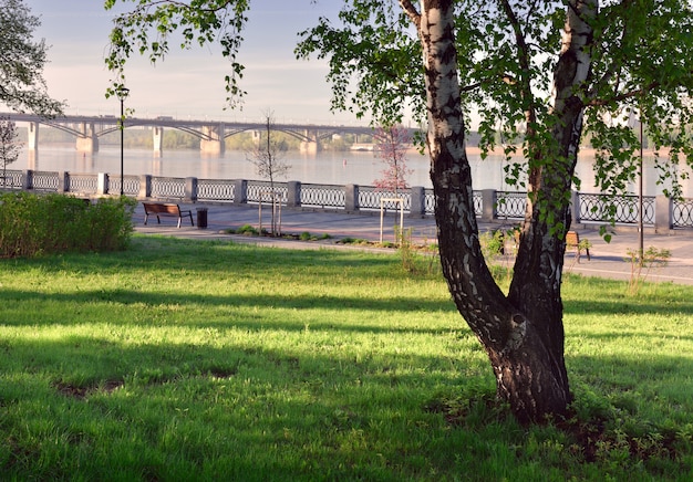 el terraplén del río ob en novosibirsk por la mañana un tronco de abedul