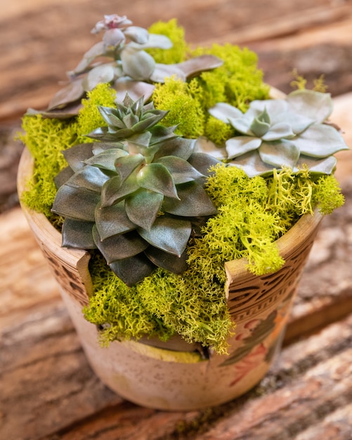 Terrarienpflanze mit saftigem Kaktuskeramiktopf