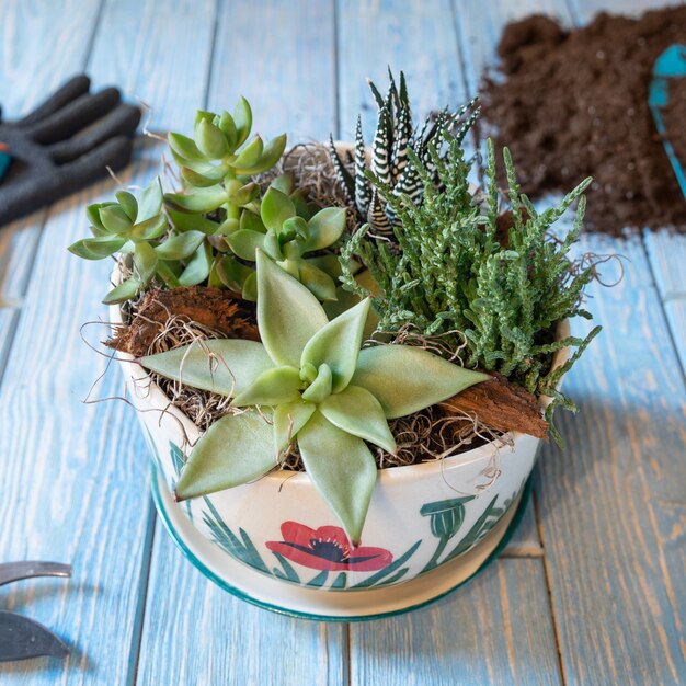 Terrario, arena, roca, suculentas, cactus, musgo en la olla de cerámica, guantes, afeitado