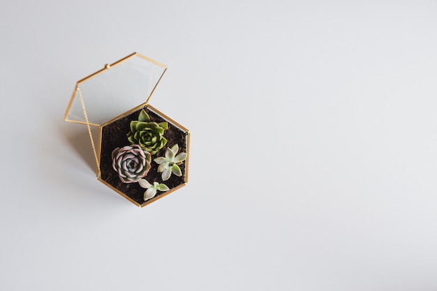 Terrarium mit Pflanzen