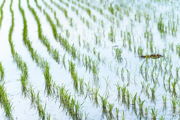 Terras agrícolas cheias de água e culturas cultivadas