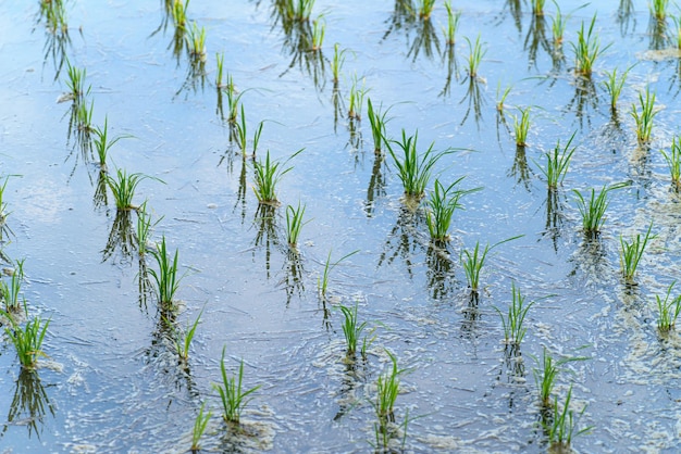 Terras agrícolas cheias de água e culturas cultivadas