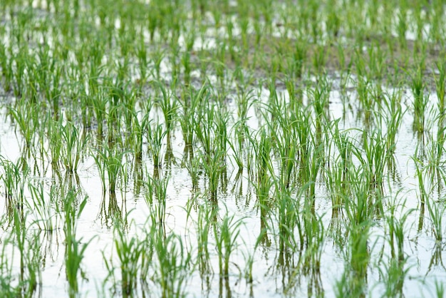 Terras agrícolas cheias de água e culturas cultivadas