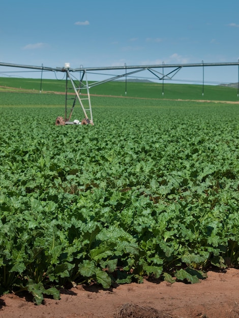 Terras agrícolas com plantações em linha em Fort Collins, Colorado.