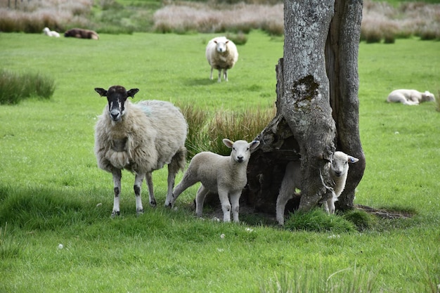 Terras agrícolas com um rebanho de ovelhas pastando em um campo na Inglaterra.