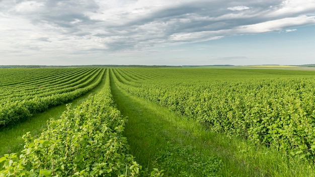 Foto terras agrícolas de alto ângulo na zona rural