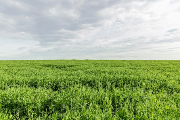 Foto terras agrícolas na zona rural