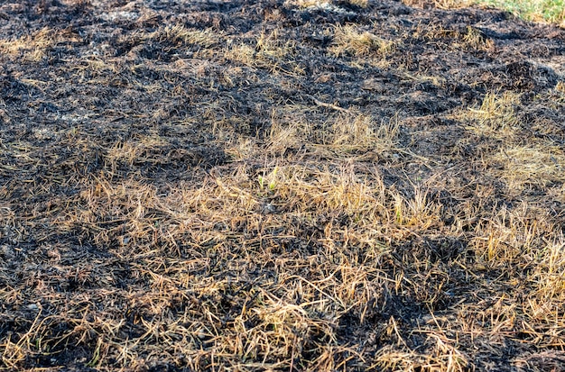 Terras agrícolas secas com palha queimada e grama usada para fertilizante orgânico