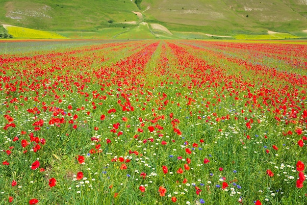 Foto terras altas de castelluccio di norcia, itália, campos cultivados em flor, planície de floração colorida famosa turística nos apeninos. agricultura de plantações de lentilhas e papoilas vermelhas.