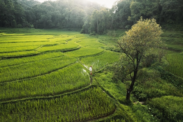 Terras de arroz em florestas rurais ao anoitecer