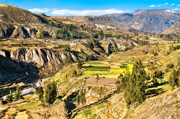 Terrassenfelder im Colca Canyon in Peru