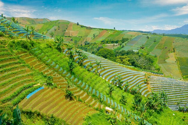 Terrassenfelder in Majalengka