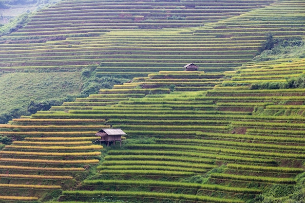 Terrassenförmig angelegte Reisfeldlandschaft von Mu Cang Chai, Yenbai, Nordvietnam