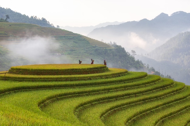 Terrassenförmig angelegte Reisfeldlandschaft von Mu Cang Chai, Yenbai, Nordvietnam