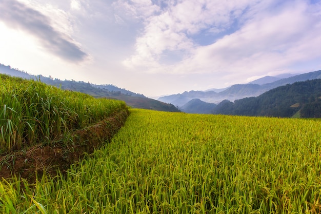 Terrassenförmig angelegte Reisfeldlandschaft von Mu Cang Chai