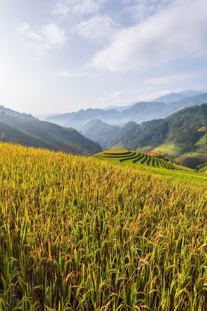 Terrassenförmig angelegte Reisfeldlandschaft von Mu Cang Chai