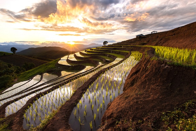 Terrassenförmig angelegtes Reisfeld bei Mae Cham Chiangmai