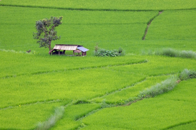 Terrassenförmig angelegtes Reisfeld in Chiangmai Nordthailand